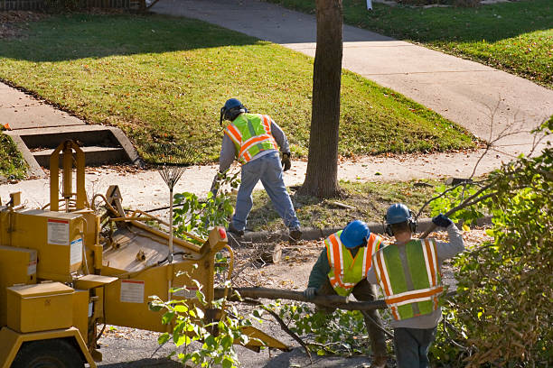 Professional Tree Service in Buena Vista, VA